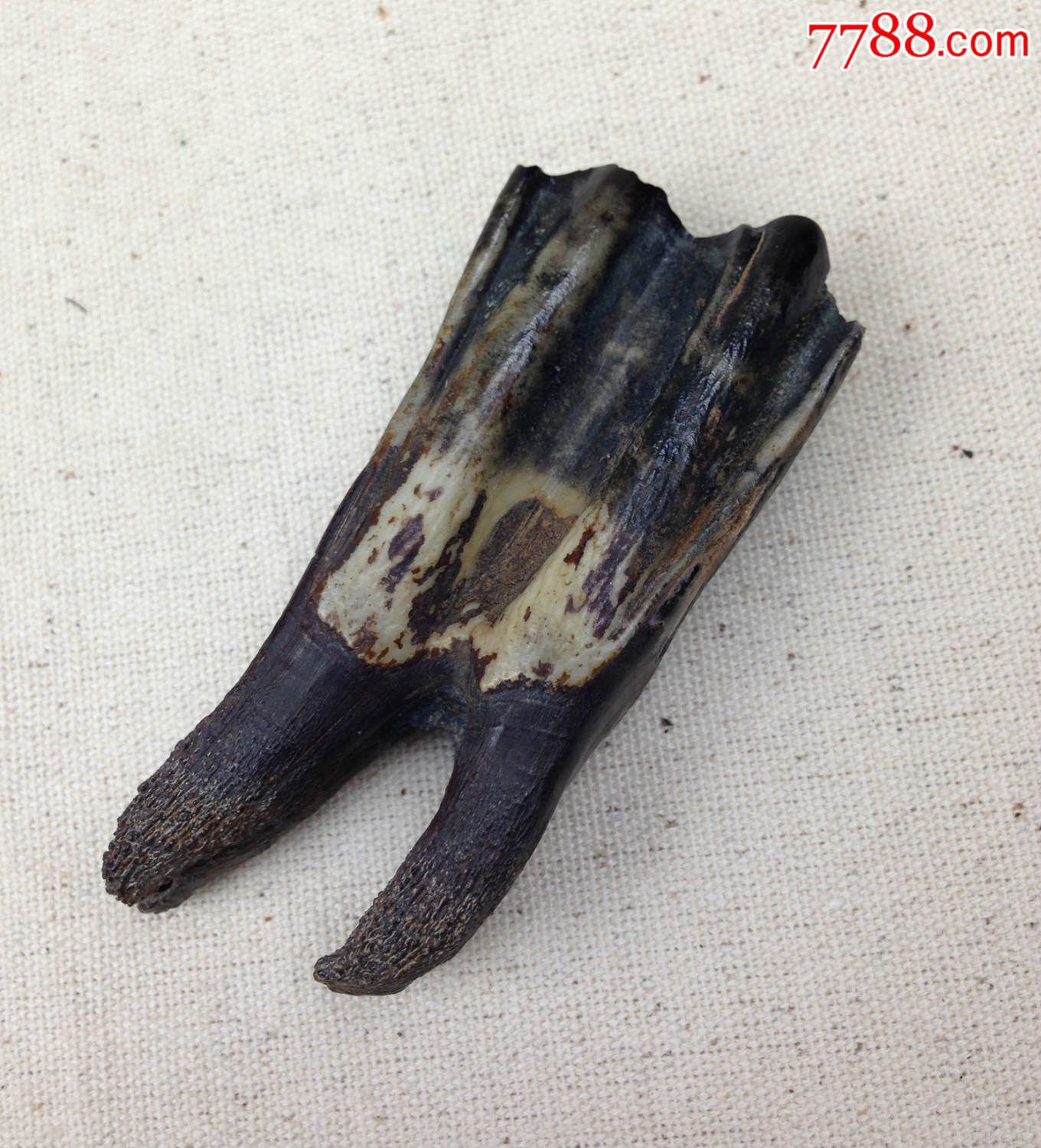 河马牙齿化石图片